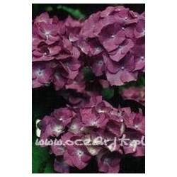 krzewy Hortensja Deutschland K15