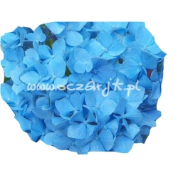 krzewy Hortensja ogrodowa Nikko Blue K17