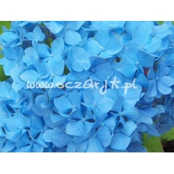 krzewy Hortensja ogrodowa Nikko Blue K17