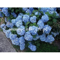 krzewy Hortensja ogrodowa Nikko Blue K17