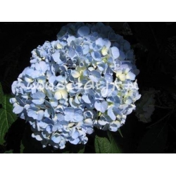 krzewy Hortensja ogrodowa Nikko Blue K17