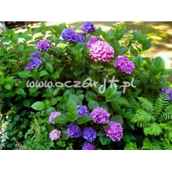 krzewy Hortensja ogrodowa Nikko Blue K17