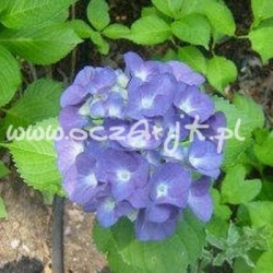 krzewy Hortensja ogrodowa Nikko Blue K17