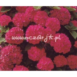 krzewy Hortensja Red Baron K16