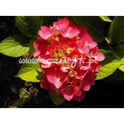 krzewy Hortensja Red Baron K16