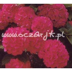 krzewy Hortensja Red Baron K16