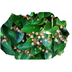 krzewy Irga błyszcząca K156