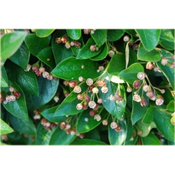 krzewy Irga błyszcząca K156