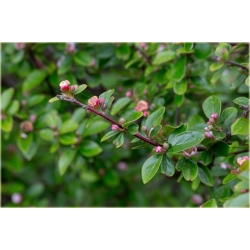 krzewy Irga błyszcząca K156