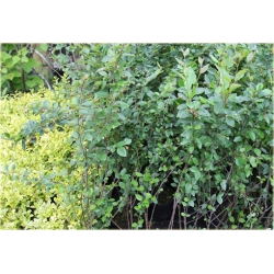 krzewy Irga błyszcząca K156