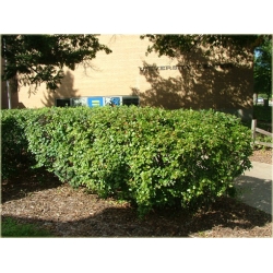 krzewy Irga błyszcząca K156