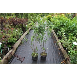 krzewy Irga błyszcząca K156