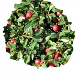 krzewy Irga dammera Eichholz K151