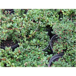 krzewy Irga dammera Eichholz K151