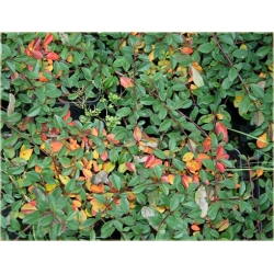 krzewy Irga dammera Eichholz K151