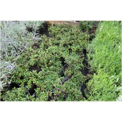 krzewy Irga dammera Eichholz K151