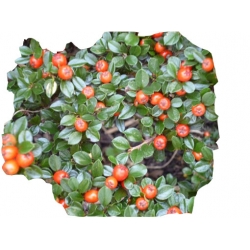 krzewy Irga Dammera major K213