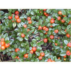 krzewy Irga Dammera major K213