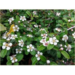 krzewy Irga Dammera major K213