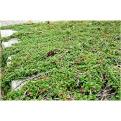 krzewy Irga Dammera major K213