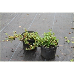 krzewy Irga Dammera major K213