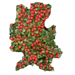 krzewy Irga łyżeczkowata Schneider K150