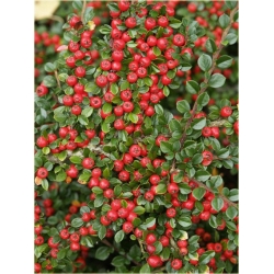 krzewy Irga łyżeczkowata Schneider K150