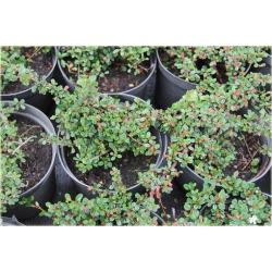 krzewy Irga łyżeczkowata Schneider K150