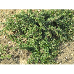 krzewy Irga łyżeczkowata Schneider K150