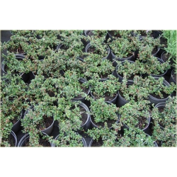 krzewy Irga łyżeczkowata Schneider K150