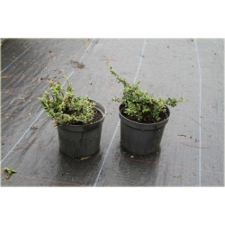 krzewy Irga łyżeczkowata Schneider K150