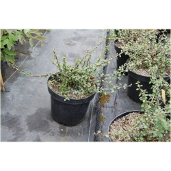 krzewy Irga łyżeczkowata Schneider K150