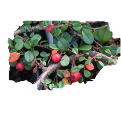 krzewy Irga płożąca Queen of Carpets K143