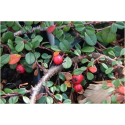 krzewy Irga płożąca Queen of Carpets K143