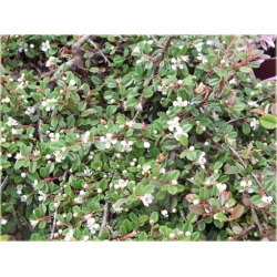 krzewy Irga płożąca Queen of Carpets K143