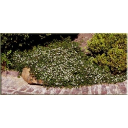 krzewy Irga płożąca Queen of Carpets K143