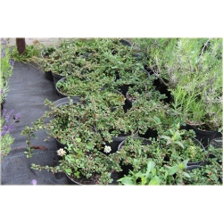 krzewy Irga płożąca Queen of Carpets K143