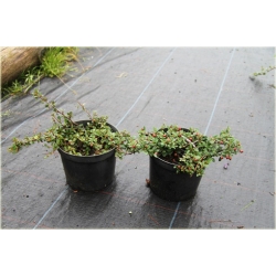 krzewy Irga płożąca Queen of Carpets K143