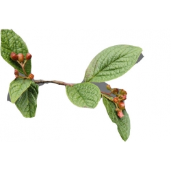 krzewy Irga pomarszczona K163