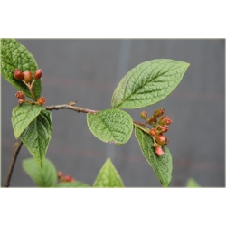 krzewy Irga pomarszczona K163