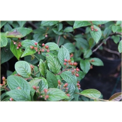 krzewy Irga pomarszczona K163