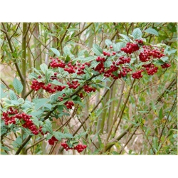 krzewy Irga pomarszczona K163