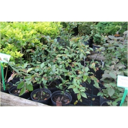 krzewy Irga pomarszczona K163