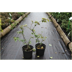 krzewy Irga pomarszczona K163