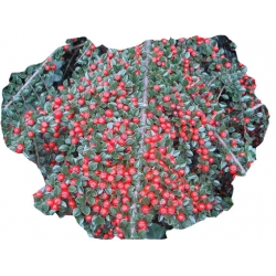 krzewy Irga purpurowa Cotoneaster K182