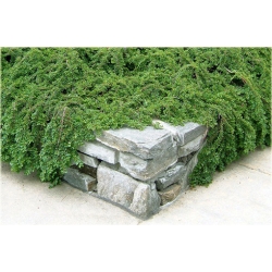 krzewy Irga purpurowa Cotoneaster K182