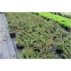 krzewy Irga purpurowa Cotoneaster K182