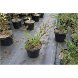 krzewy Irga purpurowa Cotoneaster K182