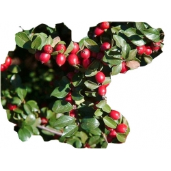 krzewy Irga rozkrzewiona K160