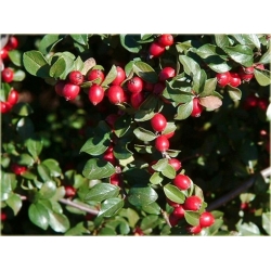 krzewy Irga rozkrzewiona K160